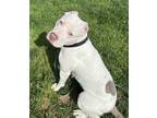 Adopt Potato a Pit Bull Terrier, Mixed Breed