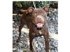 Adopt Ginger Lizman a Labrador Retriever, Terrier