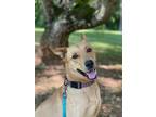 Adopt Brook Lizman a Labrador Retriever, Shepherd