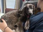 Adopt Molly a Australian Shepherd, Spaniel