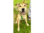 Adopt Nyla a German Shepherd Dog, American Staffordshire Terrier