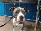 Adopt LIZZYBETH a Pit Bull Terrier, Mixed Breed