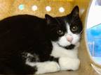 Adopt MIA a Domestic Short Hair