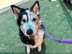 Adopt PHOENIX a Collie, Mixed Breed
