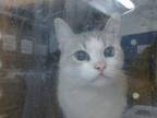 Adopt SWEEETIE a Domestic Short Hair