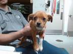 Adopt ARIEL a Beagle, Mixed Breed
