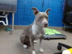 Adopt DEEDEE a Pit Bull Terrier, Mixed Breed