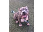 Adopt JOJU a Pit Bull Terrier