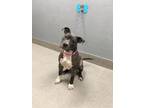 Adopt DARCY a Pit Bull Terrier