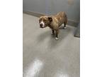 Adopt SUNSET a Pit Bull Terrier