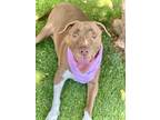 Adopt LUNA a Pit Bull Terrier, Mixed Breed