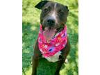 Adopt CHARLEE a Pit Bull Terrier
