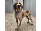 Adopt Ginny a Redbone Coonhound