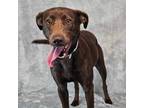 Adopt Florence - FOSTER NEEDED a Australian Kelpie, Chocolate Labrador Retriever