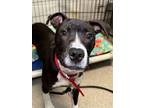 Adopt Oreo Cupcake a Pit Bull Terrier, Mixed Breed