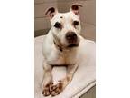 Adopt Cucumber a Pit Bull Terrier, Mixed Breed