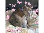 Adopt Enola a American Staffordshire Terrier
