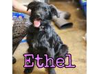Adopt Ethel a Poodle, German Shepherd Dog