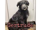 Adopt Gertrude a Poodle, German Shepherd Dog