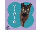 Adopt Vidia a Domestic Short Hair