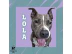 Adopt Lola a Mixed Breed