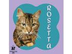 Adopt Rosetta a Domestic Long Hair, Domestic Short Hair