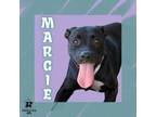 Adopt Margie a Mixed Breed