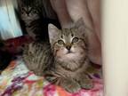 Adopt HONEYCRISP a Domestic Medium Hair