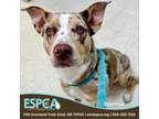 Adopt Stormie a Catahoula Leopard Dog, Mixed Breed