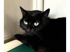 Adopt Miss Licorice a Domestic Short Hair