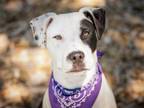 Adopt Lily a Pit Bull Terrier