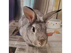 Adopt Milky Way a Mini Rex