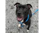 Adopt Cona a Pit Bull Terrier