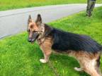 Adopt Natty a German Shepherd Dog, Mixed Breed
