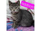 Adopt Addison a Domestic Short Hair
