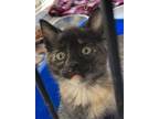 Adopt Marble a American Shorthair