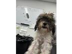 Adopt Mikasa a Standard Poodle, Mixed Breed