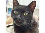 Adopt Shelby a Domestic Short Hair