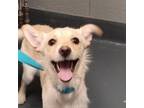 Adopt Frizzle a Terrier