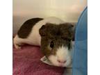 Adopt Daisy a Guinea Pig