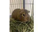 Adopt Ivy a Guinea Pig