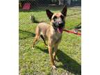 Adopt Noodle (HW+) a German Shepherd Dog, Mixed Breed