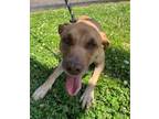 Adopt Fox (HW+) a Labrador Retriever, Mixed Breed