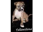 Adopt Yellow Stone a American Staffordshire Terrier, Mixed Breed