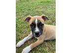 Adopt Lupin a American Staffordshire Terrier, Mixed Breed