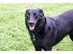 Adopt SHADOW a German Shepherd Dog, Labrador Retriever