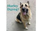 Adopt Harley a German Shepherd Dog