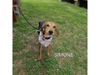 Adopt Simone a Mixed Breed, Hound