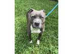Adopt Rey a Pit Bull Terrier, Mixed Breed
