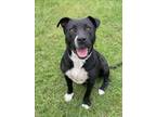Adopt MABLE a Pit Bull Terrier, Mixed Breed